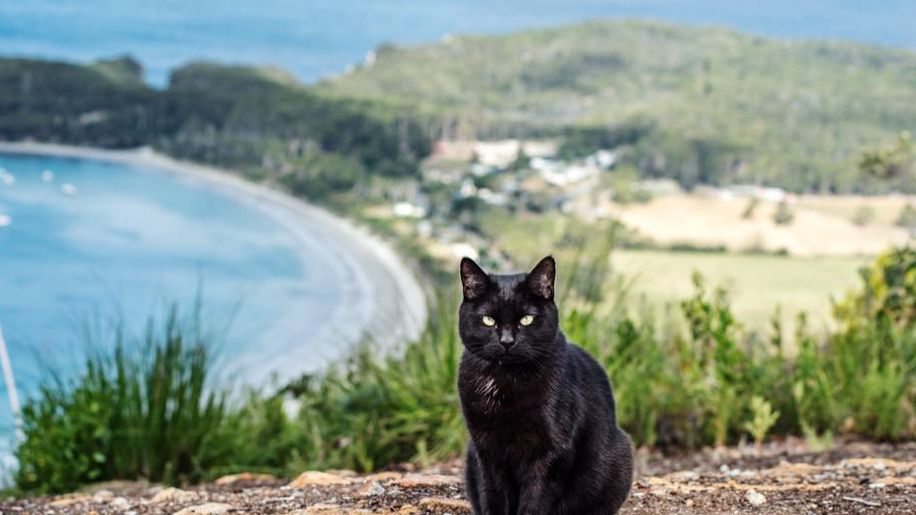 Willow, czarny kot Richego Easta, okazał się wspaniałym towarzyszem podróży przez Australię