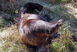 Tatry: Martwy niedźwiedź znaleziony przy szlaku