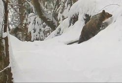 Bliskie spotkanie trzeciego stopnia z... rodziną niedźwiedzi. Polski leśniczy stał jak sparaliżowany