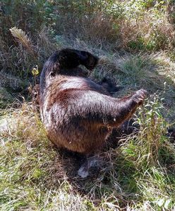 Tatry: Martwy niedźwiedź znaleziony przy szlaku