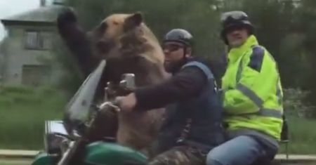 Niedźwiedź na motorze. Bestialstwo, czy dobra zabawa?