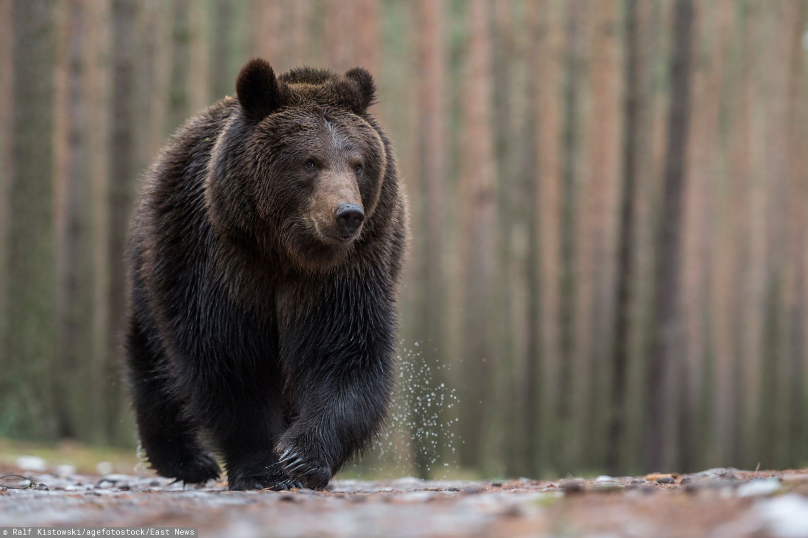 Rumunia w strachu po serii śmiertelnych ataków niedźwiedzi