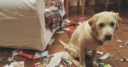 Śmieszy cię takie zachowanie psa. Ale to powód do niepokoju