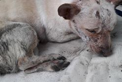 Chojnice: Pies zapakowany w torbę został odnaleziony w koszu na śmieci. Był żywy