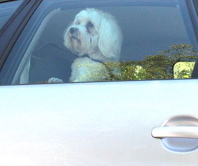 Uratowali zwierzęta przed uduszeniem. Właściciel zostawił je w zamkniętym aucie