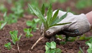 Naturalne metody zwalczania chwastów. Pozbędziesz się ich z łatwością