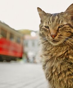 Dokument o kotach, który pokochali polscy widzowie. "KEDI" już na DVD