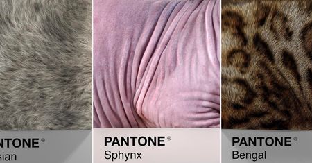 Rasy kotów w palecie kolorów Pantone. To sposób włoskiego grafika na ich rozróżnienie
