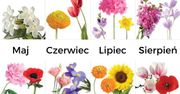 Język kwiatów. Odnajdź swój kwiat narodzin i poznaj jego sekrety