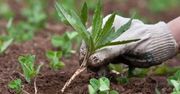 Naturalne metody zwalczania chwastów. Pozbędziesz się ich z łatwością