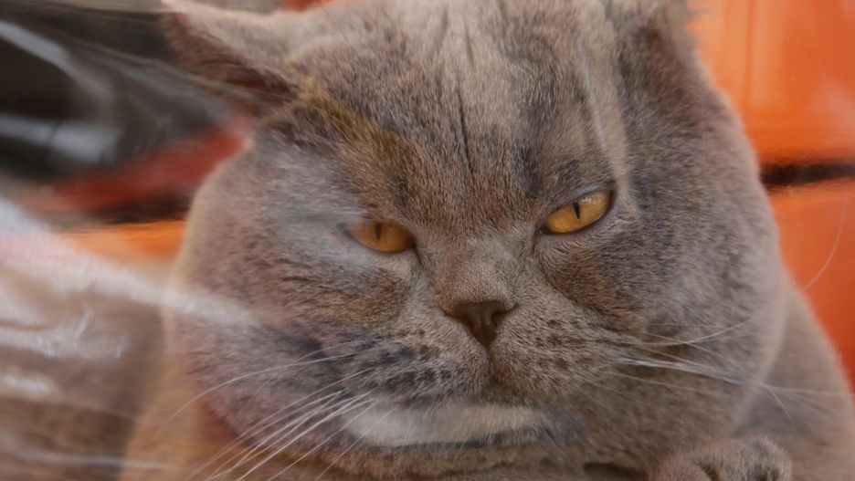 Powstał nowy biznes. Handlowcy importują niemiecką karmę dla kotów