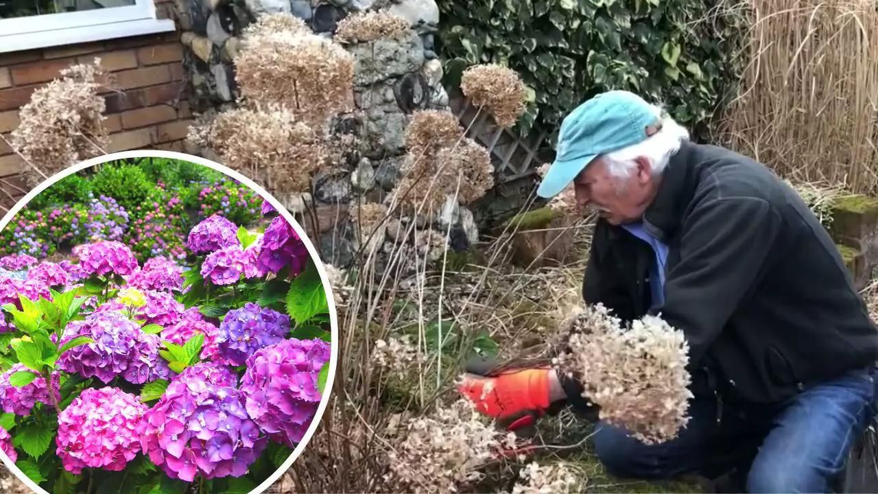 Ogrodnicy zimą przycinają hortensję bukietową. W czerwcu będzie uginać się pod kwiatami