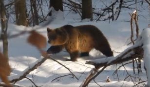 Niedźwiedzica Aga wciąż nie śpi. Leśnicy boją się o jej dzieci