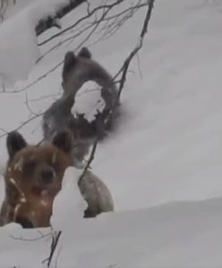 Niedźwiedzica z młodymi szła prosto na leśniczego, krzyknął "Nie!". Oto, co się stało