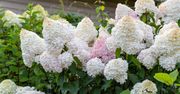 Hortensja ugnie się od kwiatów, ale spiesz się. Zaraz będzie za późno na ten zabieg