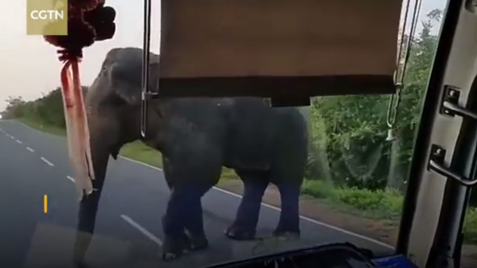 Kierowca autobusu był bezradny. Musiał oddać słoniowi banany