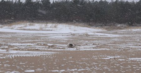 Odwodniona i wychudzona foka na plaży w Gdańsku. Trafiła do szpitala w Helu