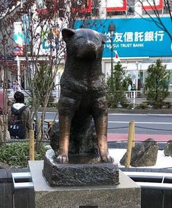 Japończycy kochają Hachiko. Poruszająca historia psa ze stacji Shibuya