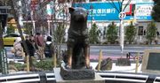 Japończycy kochają Hachiko. Poruszająca historia psa ze stacji Shibuya