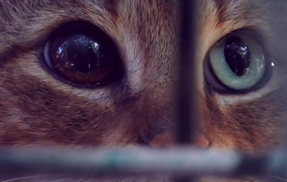 Tajemniczy kot-lis może być zupełnie nowym gatunkiem