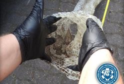 Pyton tygrysi nad Wisłą. Trwają poszukiwania, w miejscowości Gassy znaleziono nowe ślady węża