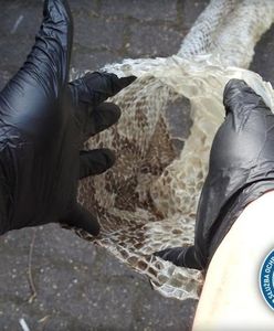 Poszukiwania pytona znad Wisły wstrzymane. To jednak nie koniec "obławy"