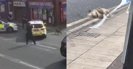 Jatka na ulicy. Policja strzelała do watahy pitbuli
