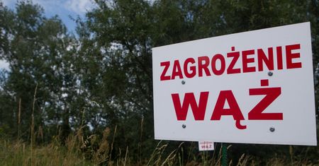 Pyton dotarł do Torunia? Lokalny portal publikuje wiadomość