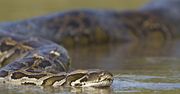 Pełzający po ziemi dusiciele. Są w stanie połknąć… człowieka