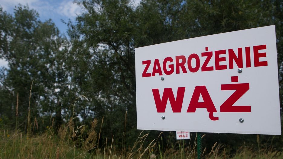 Na początku lipca nad Wisłą w okolicach Konstancina-Jeziornej znaleziono wylinkę węża