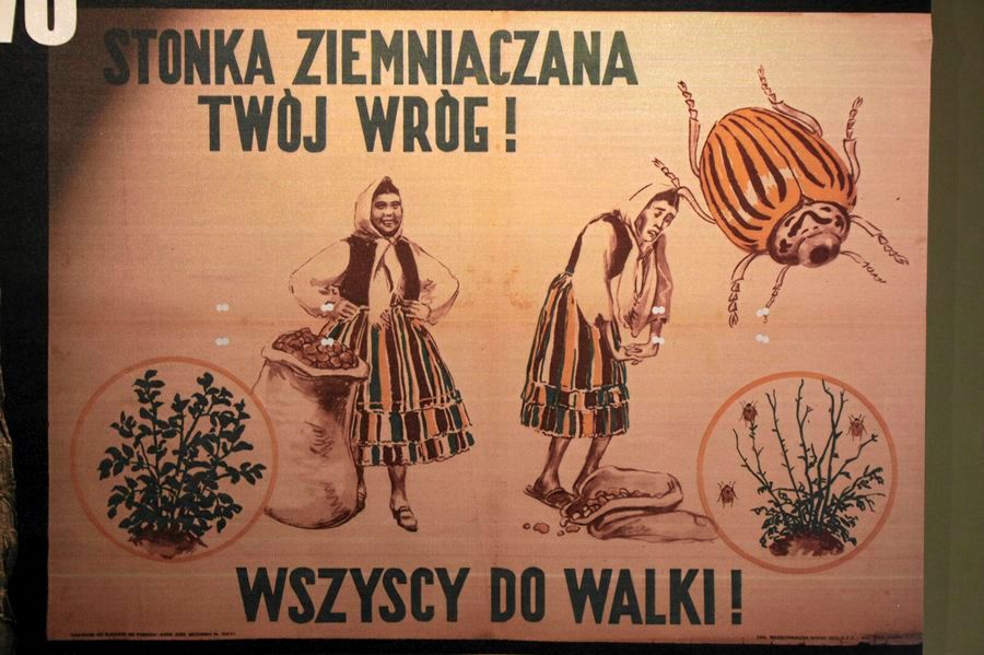 Jak komuna ze stonką walczyła