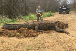 Aligator-gigant znaleziony w USA. To nie eksponat filmowy