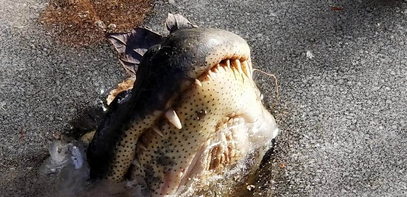 Aligatory zamarzły z pyskami nad wodą. To ich plan na przeżycie zimy stulecia