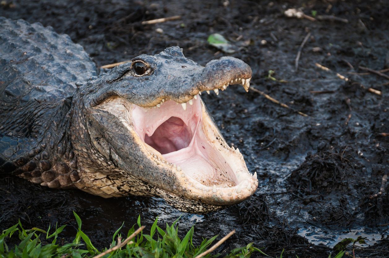 Floryda. Szczątki człowieka znalezione obok gigantycznego aligatora