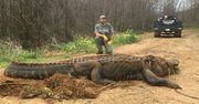 Aligator-gigant znaleziony w USA. To nie eksponat filmowy