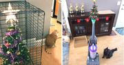 25 genialnych planów ochrony choinki przed kotami, które i tak nie zawsze zadziałały