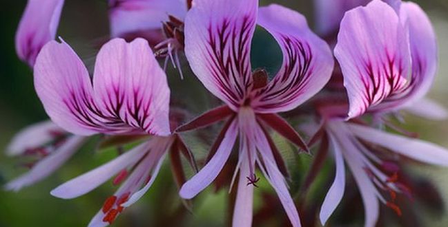 Pelargonia kontra HIV