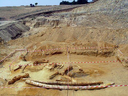 Znaleziono rekordowo wielkie kły mastodonta