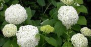 Hortensja krzewiasta (Hydrangea arborescens)