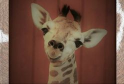 Nie żyje żyrafek Gortat