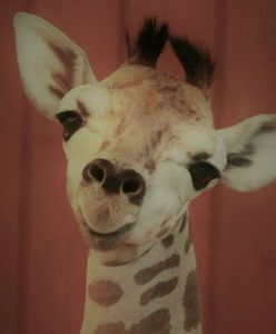 Nie żyje żyrafek Gortat