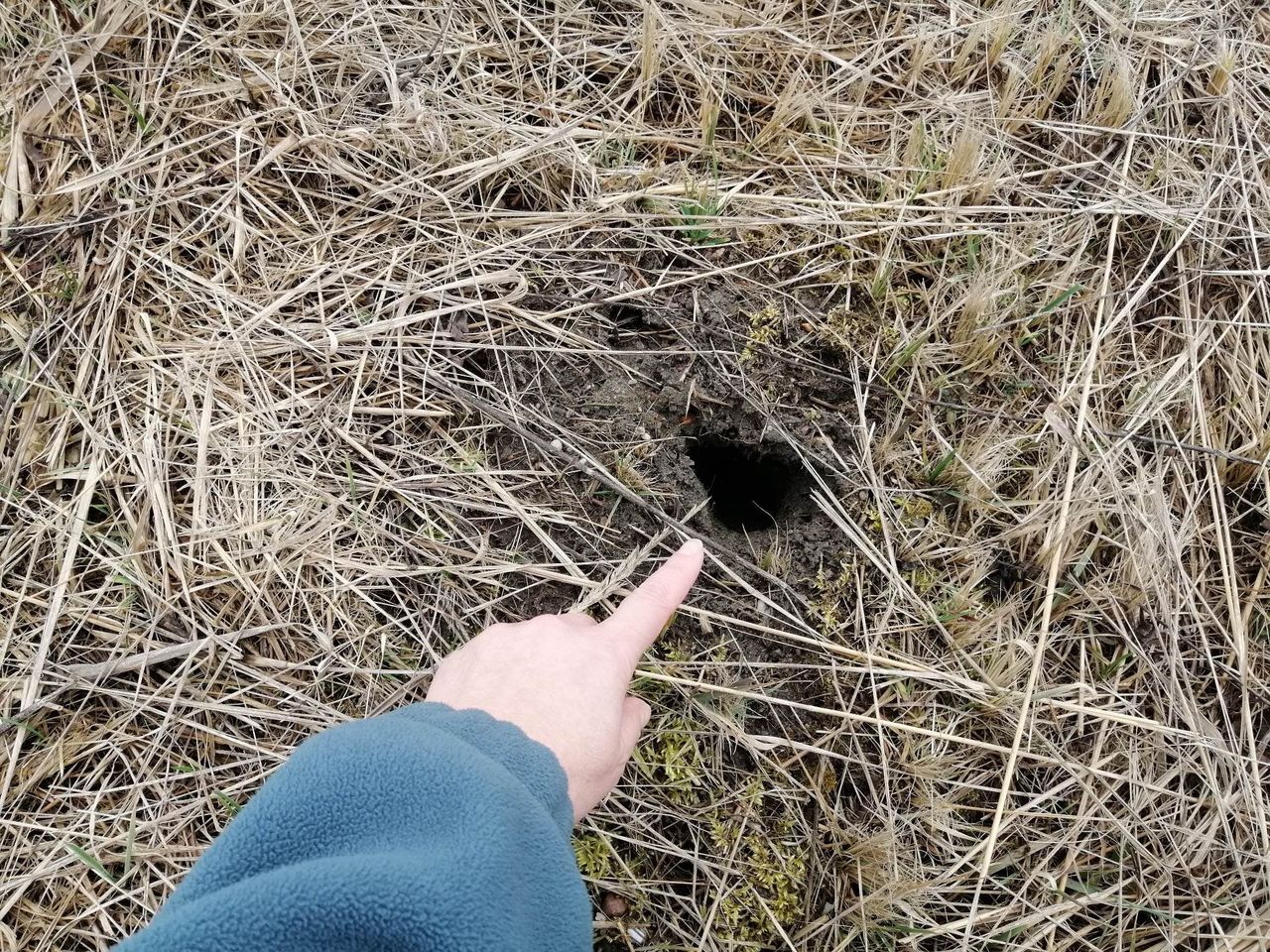 domowe sposoby na pozbycie się nornic fot. genialne.pl