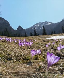 Koronawirus w Polsce. W Tatrach zakwitły krokusy, ale szlaki są zamknięte dla turystów