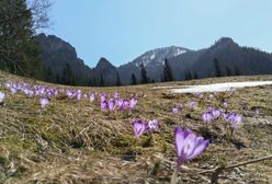 Koronawirus w Polsce. W Tatrach zakwitły krokusy, ale szlaki są zamknięte dla turystów