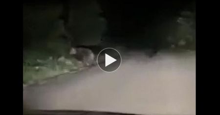 Tatry. Niedźwiedzie przeszły tuż przed samochodem. Nagranie z kamery