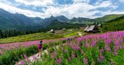 Fioletowa powódź zalała Tatry. Internauci wniebowzięci