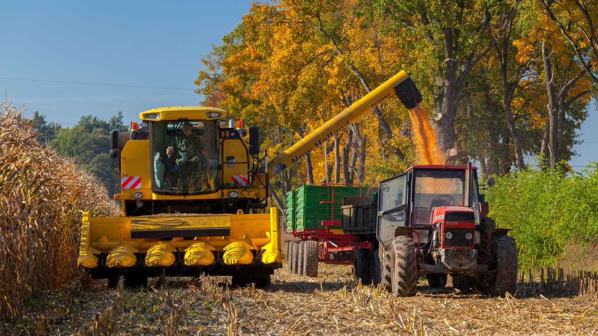 Pod Kościerzyną nieuchwytny sabotażysta zawiesza śruby w kukurydzy. Uszkodził już 10 kombajnów.