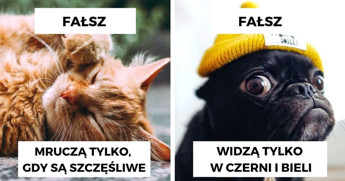 13 popularnych mitów o zwierzętach, które nie są prawdą. Czas przestać w nie wierzyć