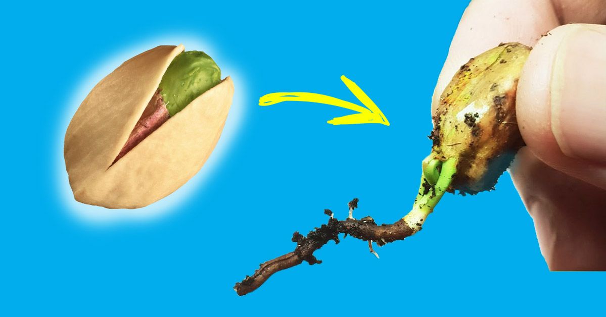 Jak wyhodować pistację w domu? Prosty i sprawdzony sposób