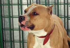 Dwójka dzieci w stanie ciężkim w szpitalu. Pogryzł je amstaff